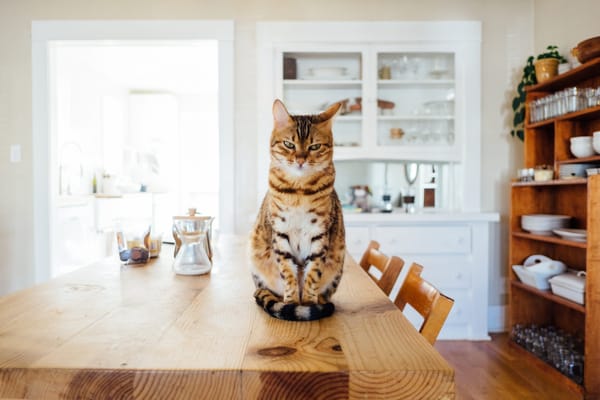Cats and Collapses: Interpreting Quantum Mechanics